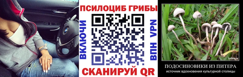 Галлюциногенные грибы Psilocybine cubensis  Нальчик 